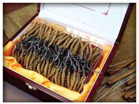 榕江冬虫夏草回收